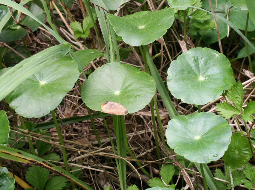 Learn to read your weeds 